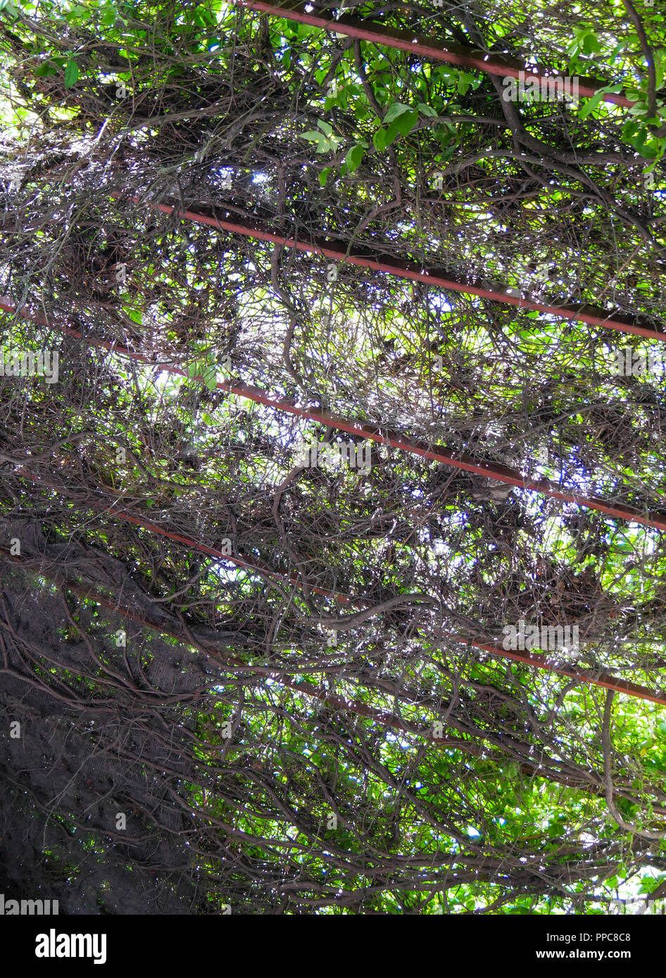 Suchen bis zu den Efeu ästen Hintergrund. Stockfoto