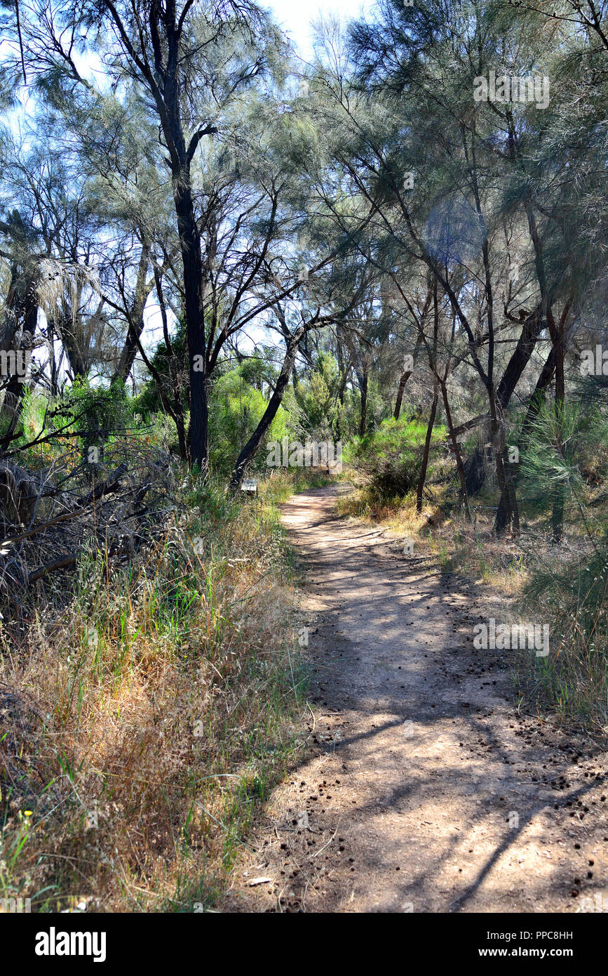 Unternehmen Sie eine Wanderung um Waverock, Hyden, WA, South Western Australien Stockfoto