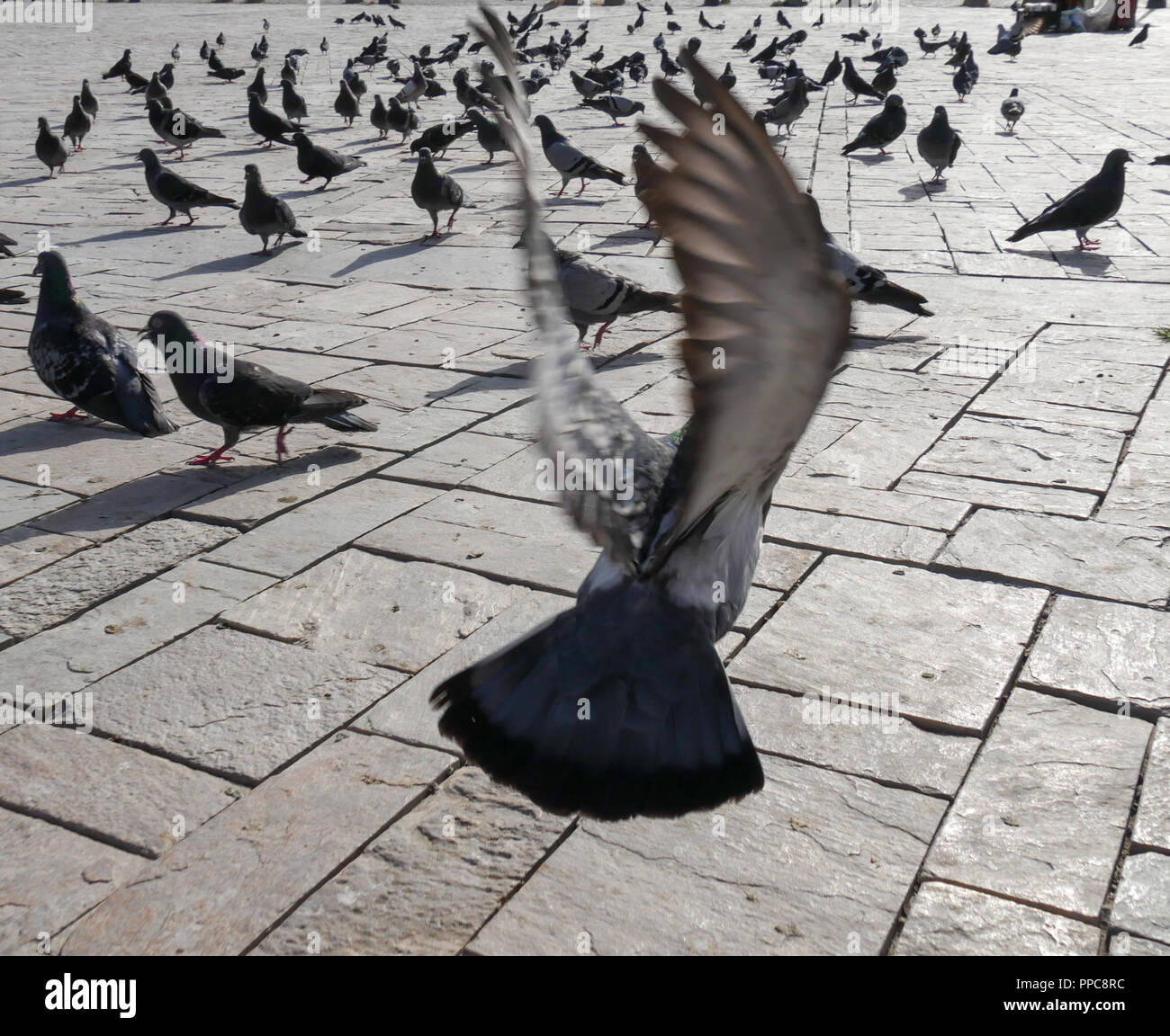 Fliegende Taube Flügel Stockfoto