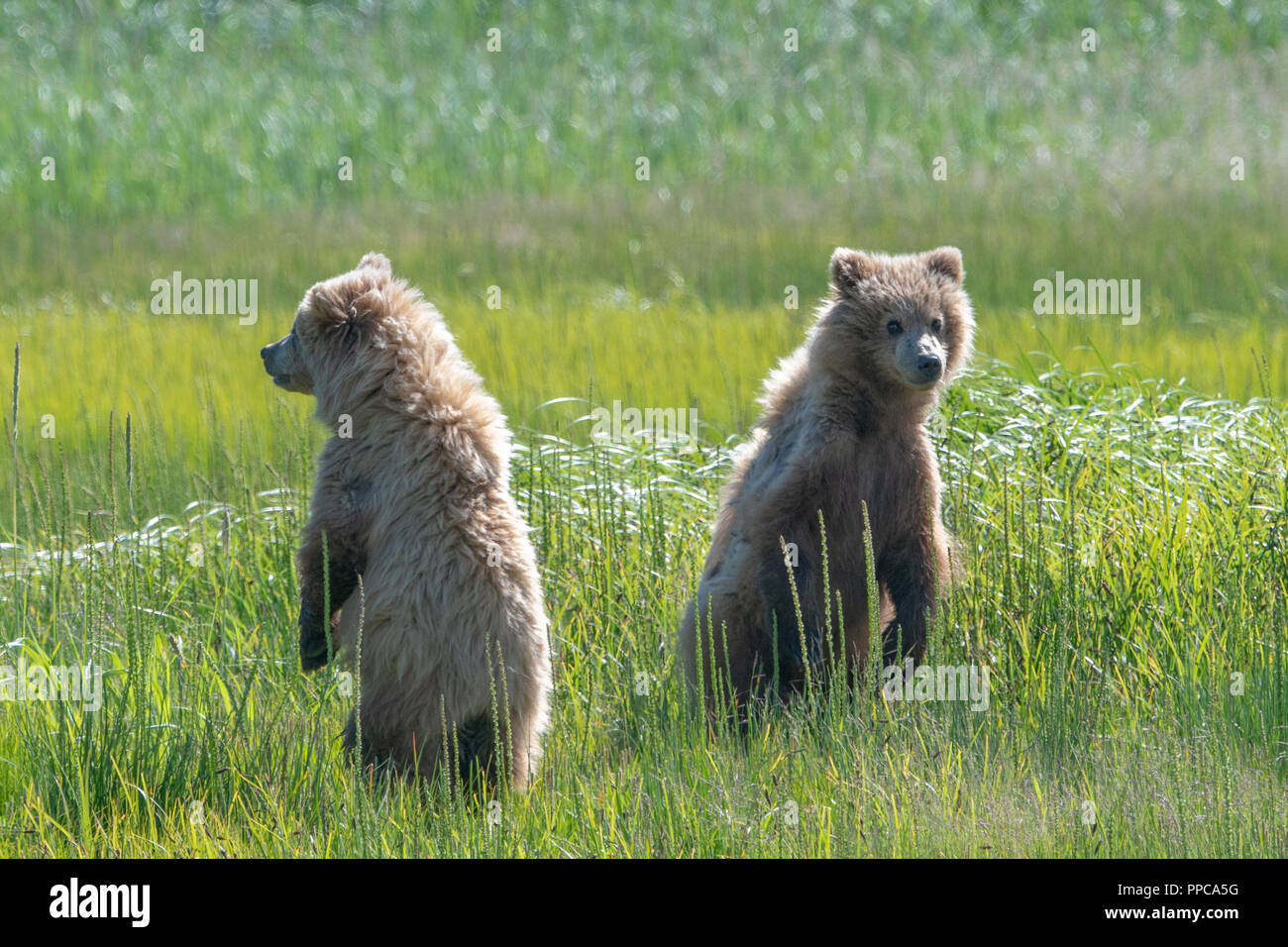 Zwei junge Braunbären (Ursus arctos) in einer Wiese in entgegengesetzte Richtungen in Lake Clark NP, Alaska suchen Stockfoto