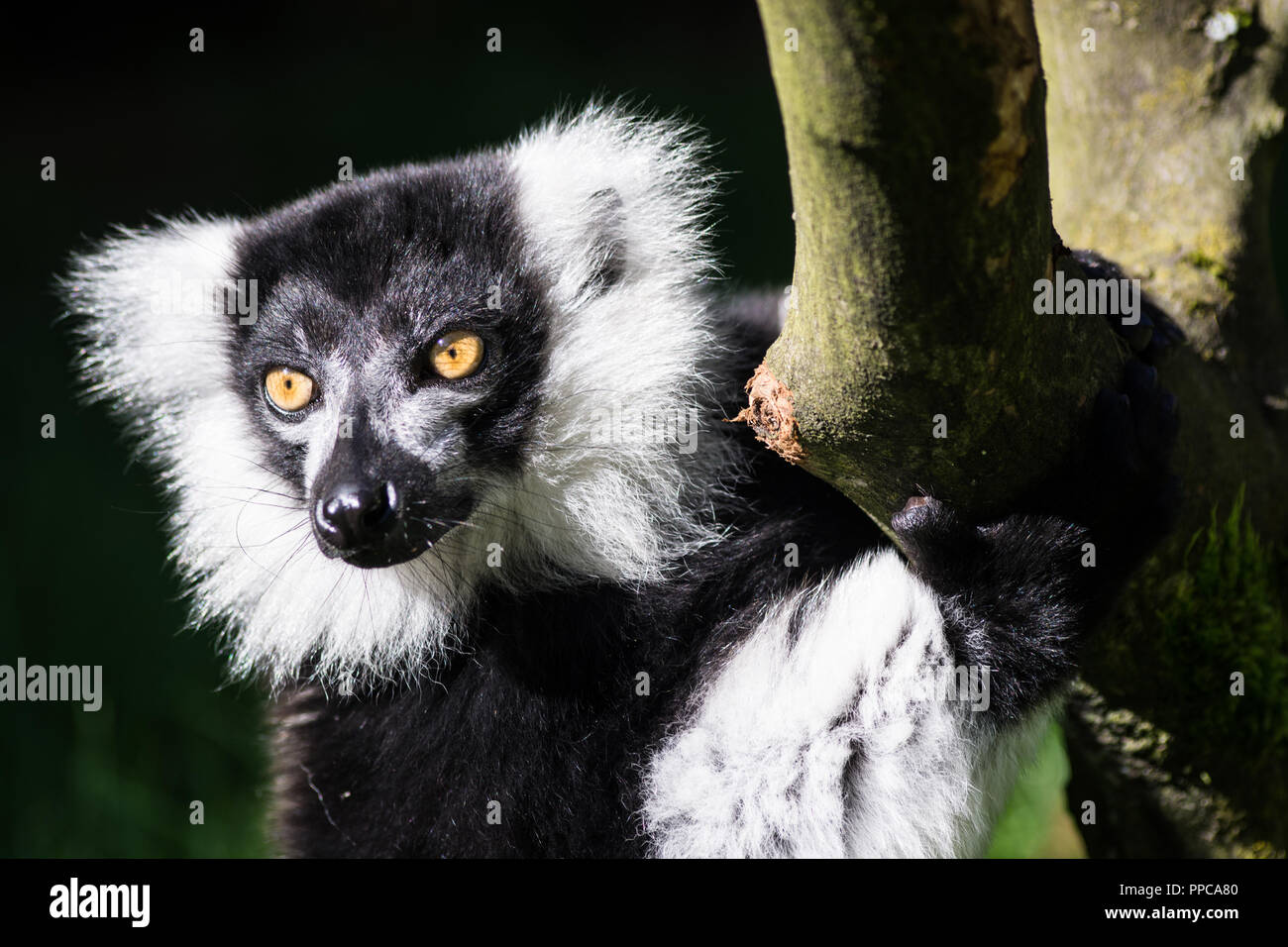 Die vari Lemuren der Gattung Varecia sind strepsirrhine Primaten und den größten lebenden Lemuren innerhalb der Familie Lemuridae. Stockfoto