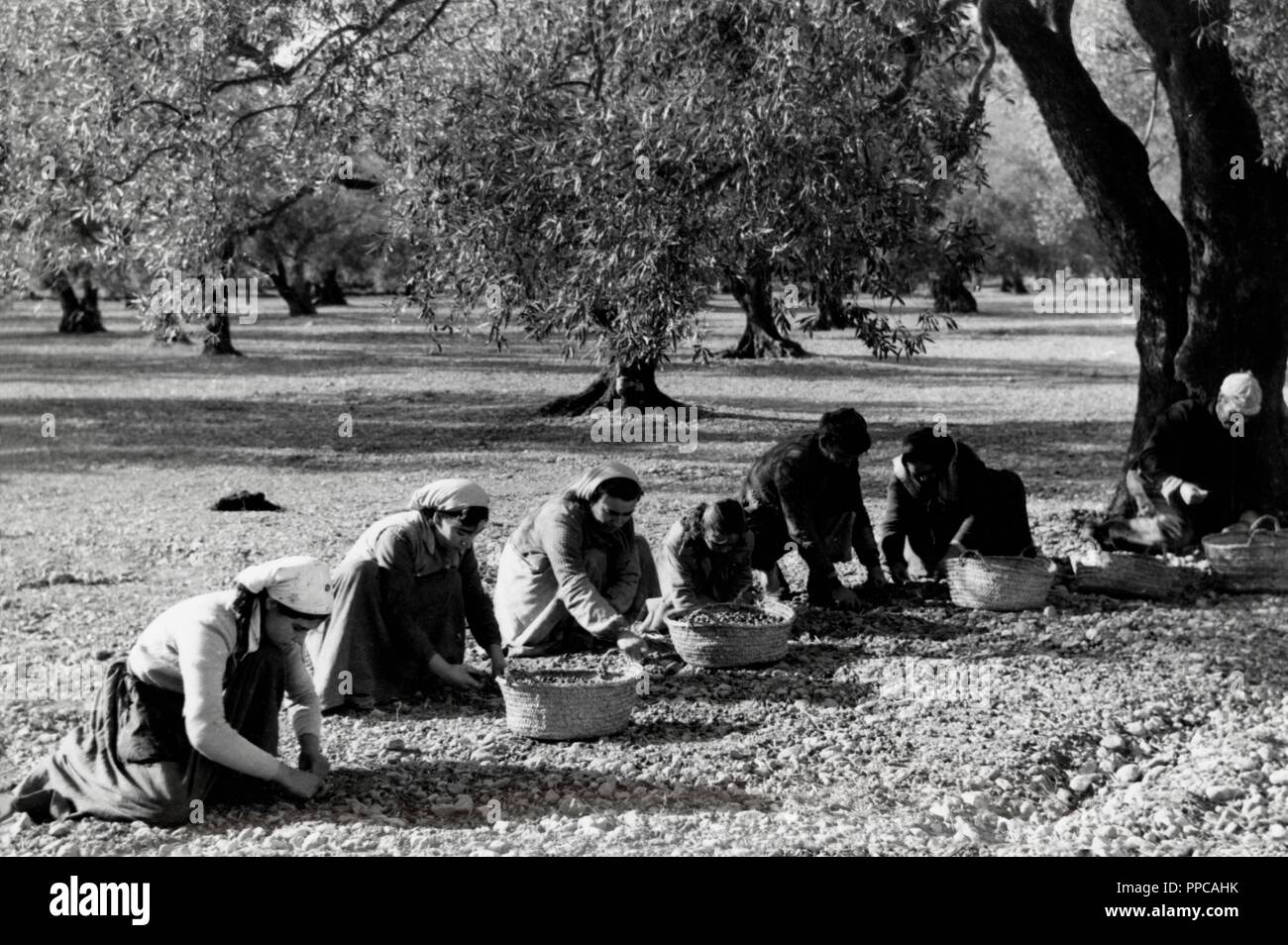 Catalunya. Cosecha de aceitunas en Las Garrigas. Año 1970. Stockfoto