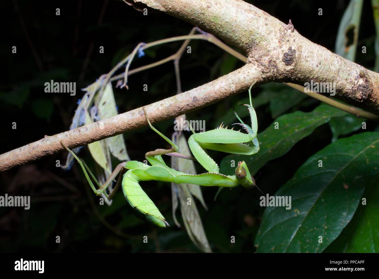 Einem Kongo Green Mantis (Sphodromantis aurea) in der Vegetation in der Nacht in Bobiri Forest Reserve, Ghana, Westafrika Stockfoto