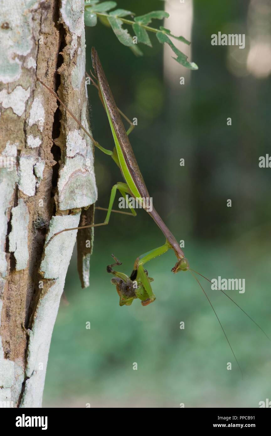 Ein erwachsenes Männchen madagassischen marmoriert Mantis (Polyspilota aeruginosa) Essen eine Heuschrecke in Bobiri Forest Reserve, Ghana, Westafrika Stockfoto