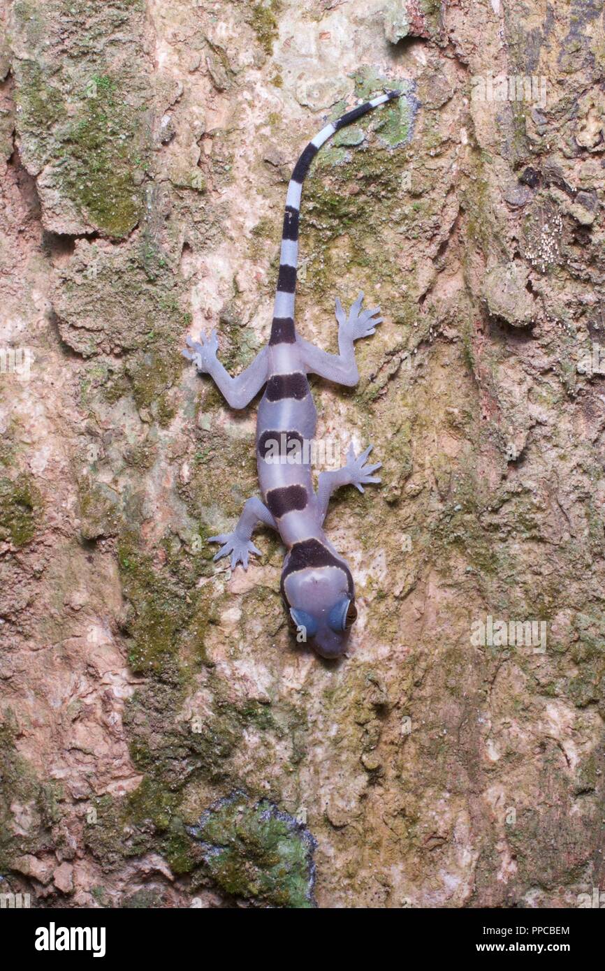 Ein Jugendlicher gebändert Leaf-toed Gecko (​Hemidactylus fasciatus) Kopf nach unten auf einem Baumstamm in der Nacht in Bobiri Forest Reserve, Ghana, Westafrika Stockfoto