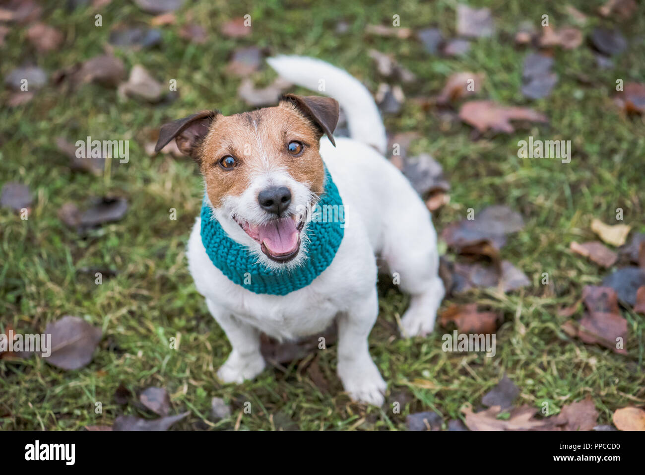 Glücklicher Hund sitzen, die auf herbst gras schauen in die Kamera Stockfoto