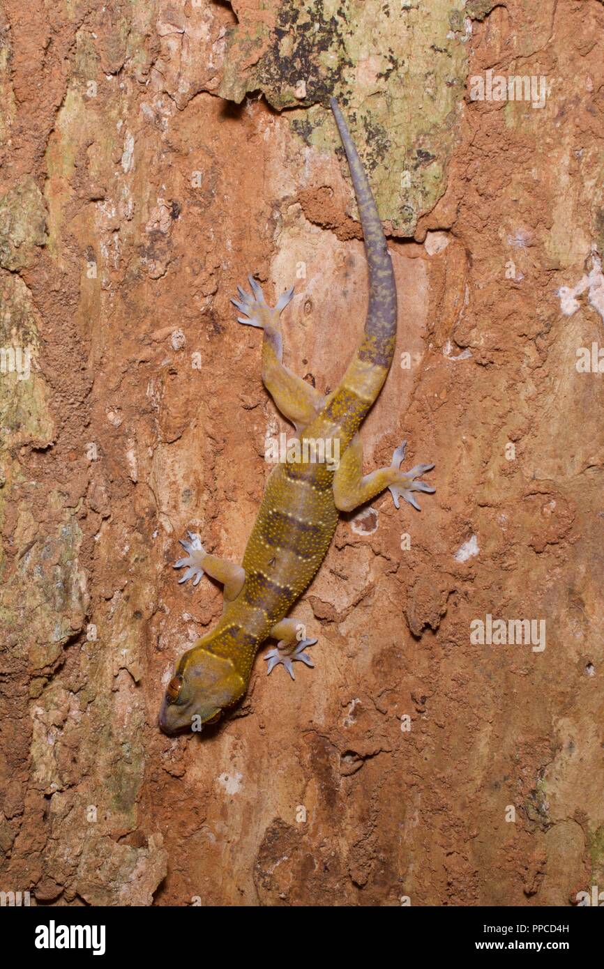 Ein erwachsener Gebändert Leaf-toed Gecko (​Hemidactylus fasciatus) Kopf nach unten auf einem Baumstamm in der Nacht in Bobiri Forest Reserve, Ghana, Westafrika Stockfoto