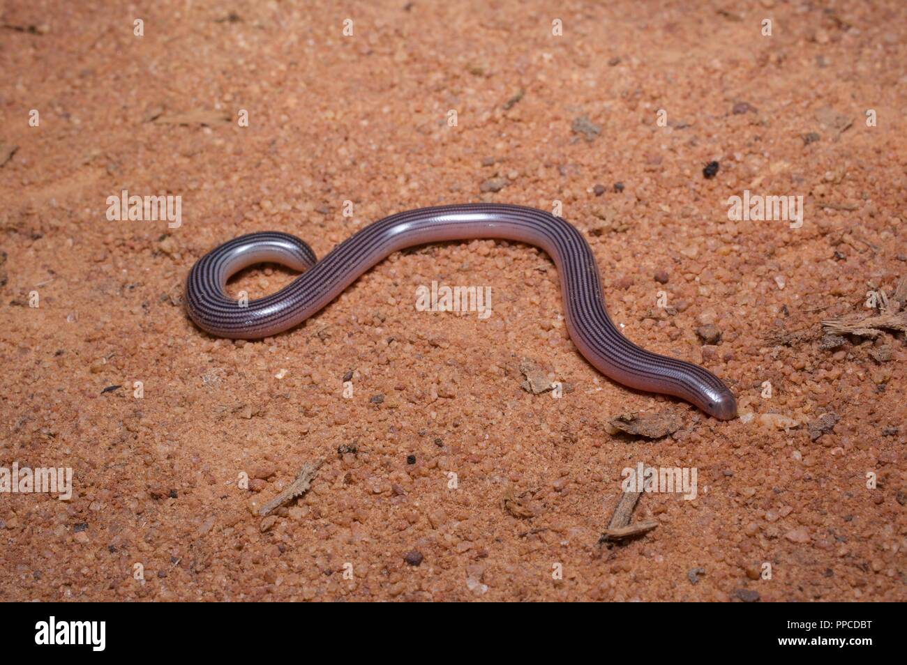 Ein Wurm - wie Beschmutzt blinde Schlange (​ Afrotyphlops punctatus) auf einem Feldweg in der Nacht in Bobiri Forest Reserve, Ghana, Westafrika Stockfoto