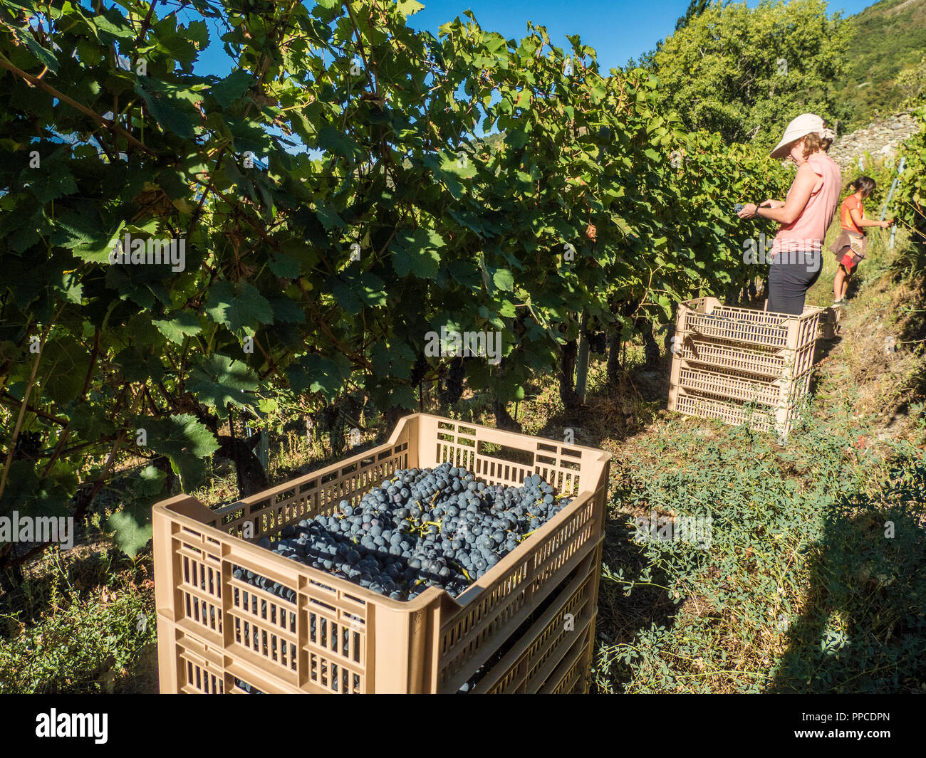 Erntezeit im Bio-Weinberg Les Granges im Aostatal NW Italien Stockfoto
