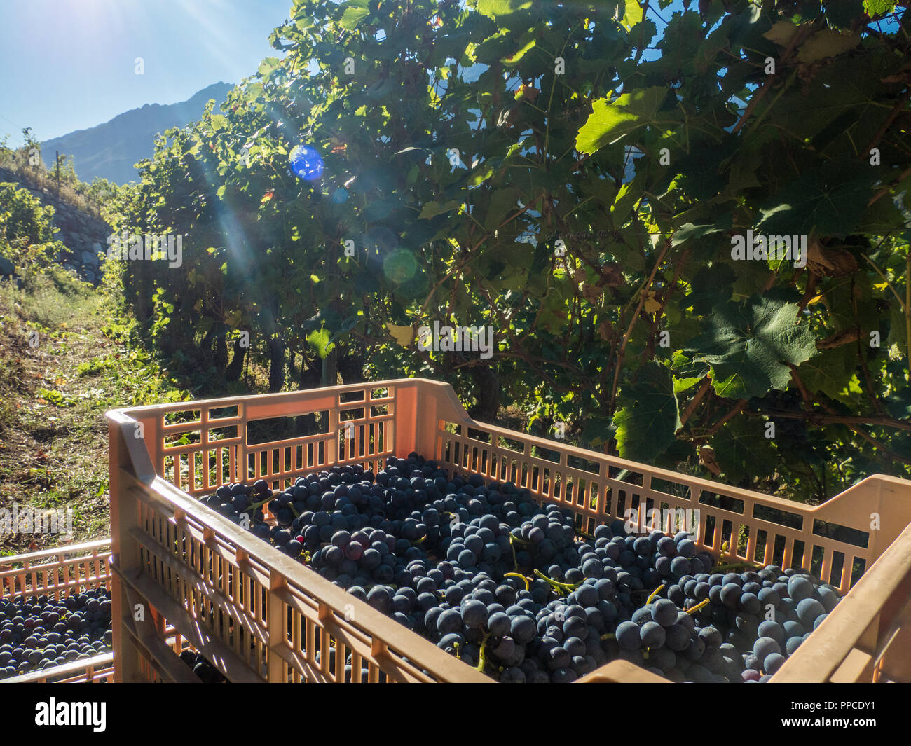 Erntezeit im Bio-Weinberg Les Granges im Aostatal NW Italien Stockfoto