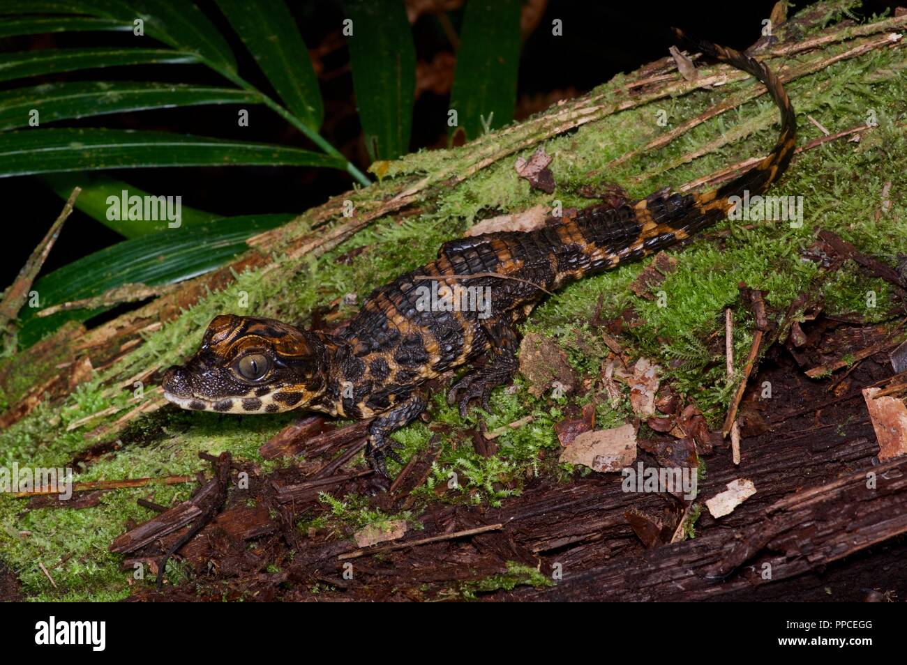 Ein Baby Zwerg Krokodil ​ (Osteolaemus tetraspis) auf einem Bemoosten in Atewa Range Forest Reserve, Ghana, West Afrika log Stockfoto