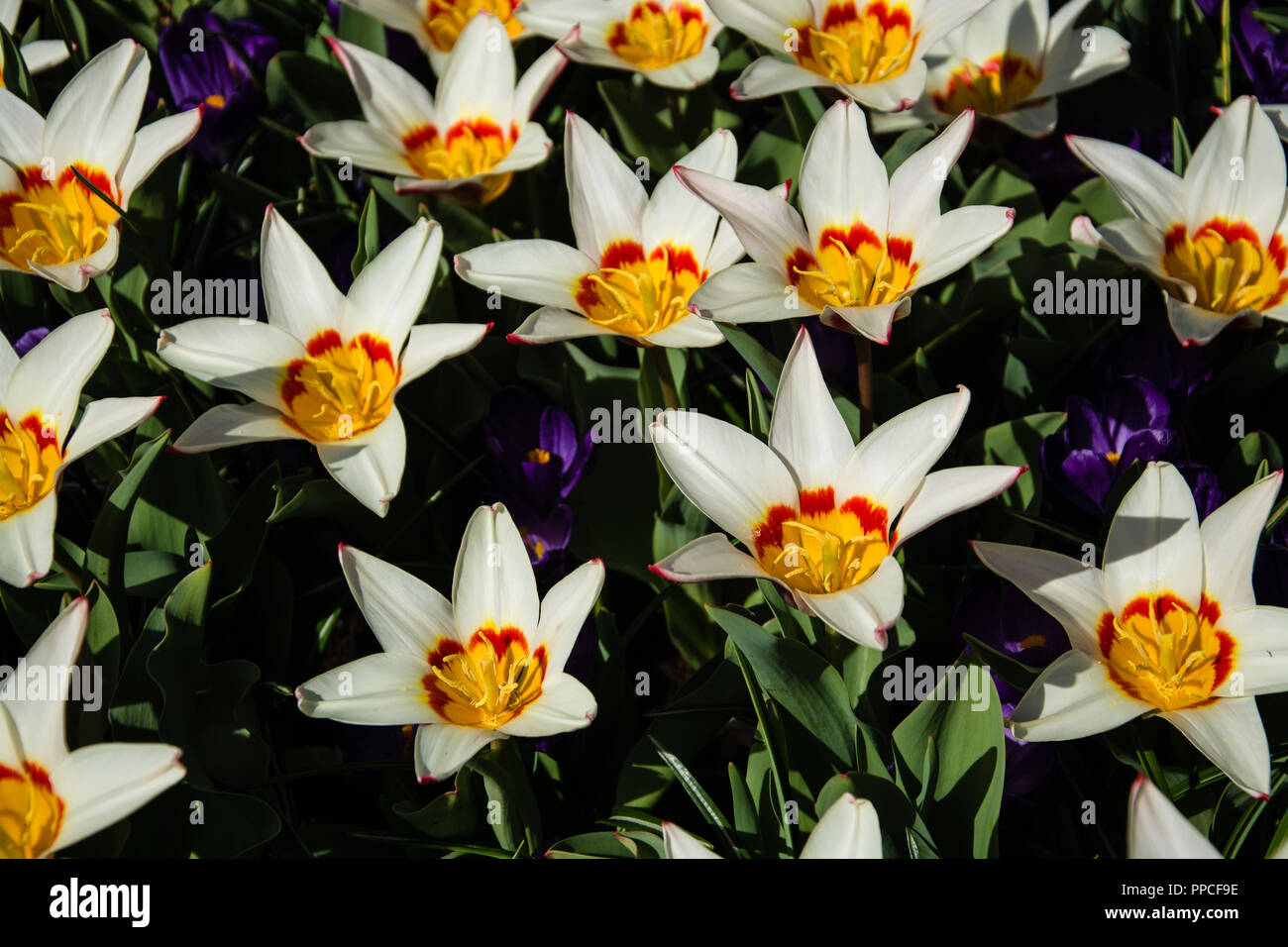 Tulipsform Eine Gattung der Frühling blühende Mehrjährige krautige bulbiferous Geophyten. Die Blüten sind in der Regel große, auffällige und bunten, allgemeine Stockfoto