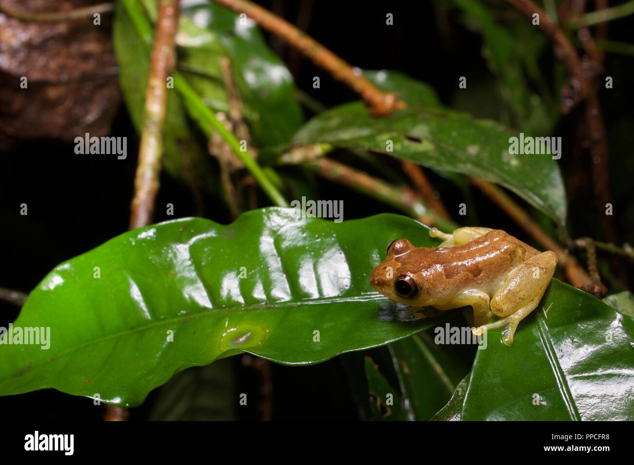 Ein männlicher Bobiri Reed Frog (Hyperolius sylvaticus) auf ein Blatt in der Nacht in Atewa Range Forest Reserve, Ghana, Westafrika Stockfoto
