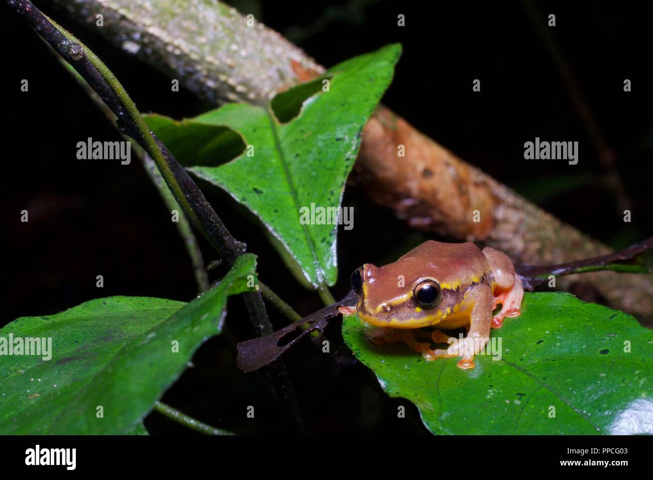 Eine Variable Montane Reed Frog (Hyperolius picturatus) in der Vegetation in der Nacht in Atewa Range Forest Reserve, Ghana, Westafrika Stockfoto