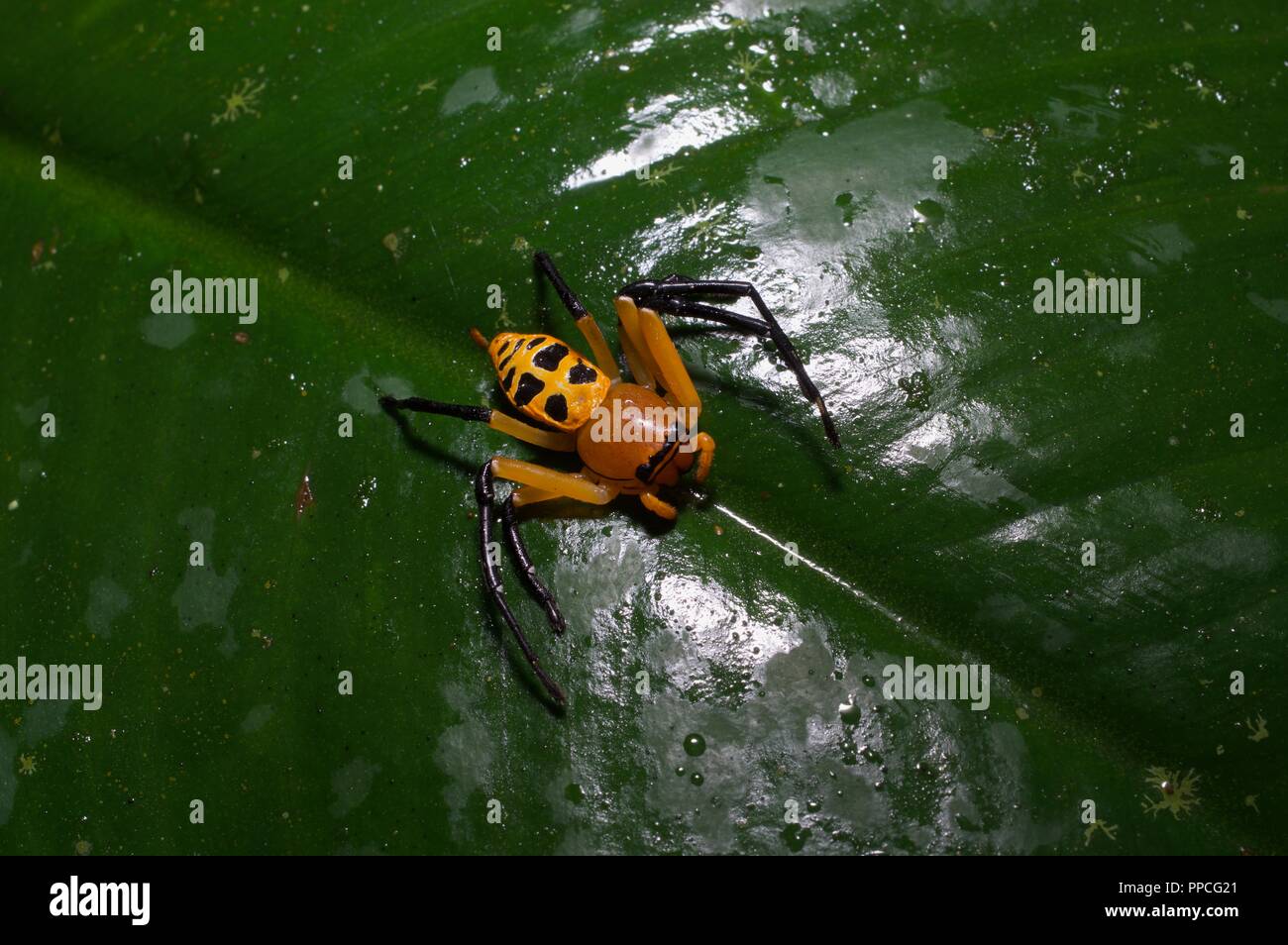 Eine gelbe, orange und schwarz crab Spider (Familie Thomisidae, vielleicht Platythomisus sp?) auf ein Blatt in Atewa Range Forest Reserve, Ghana, Westafrika Stockfoto
