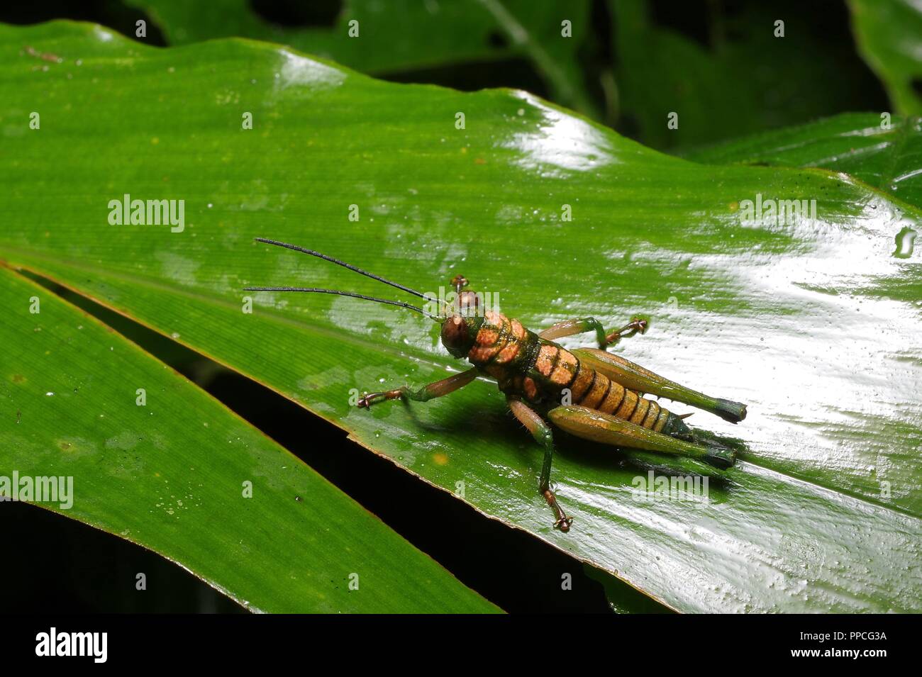 Eine bunte Grashüpfer auf einem Blatt in der Nacht in Atewa Range Forest Reserve, Ghana, Westafrika Stockfoto