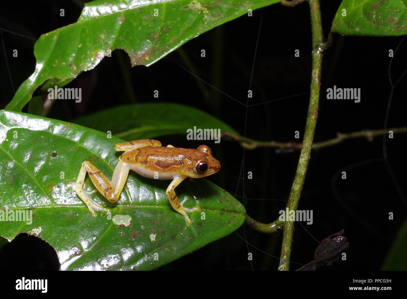 Ein männlicher Bobiri Reed Frog (Hyperolius sylvaticus) auf ein Blatt in der Nacht in Atewa Range Forest Reserve, Ghana, Westafrika Stockfoto