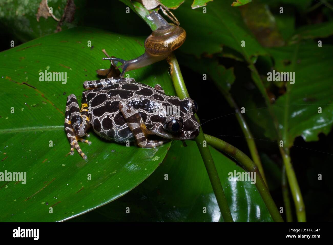 Ein Elfenbein Küste läuft Frosch (Kassina arboricola) und einer Schnecke auf einem Blatt in der Nacht in Atewa Range Forest Reserve, Ghana, Westafrika Stockfoto