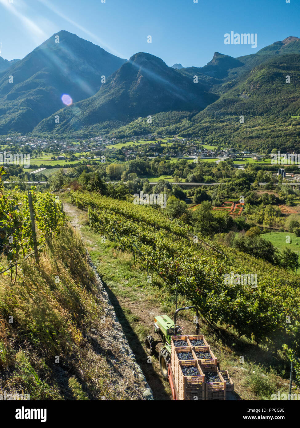 Erntezeit im Bio-Weinberg Les Granges mit Blick auf die Stadt Fenis im Aostatal NW Italien Stockfoto