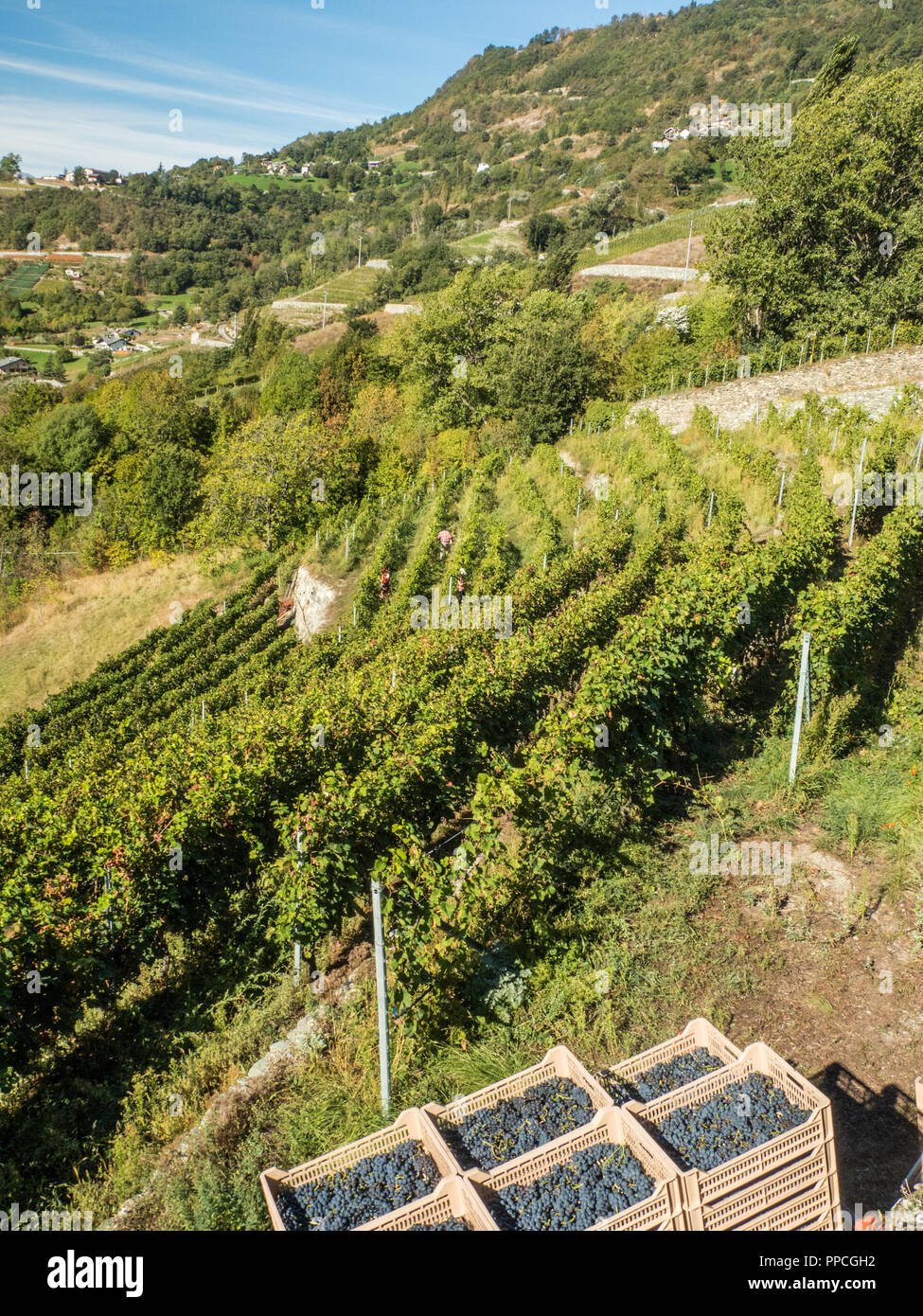 Erntezeit im Bio-Weinberg Les Granges im Aostatal NW Italien Stockfoto