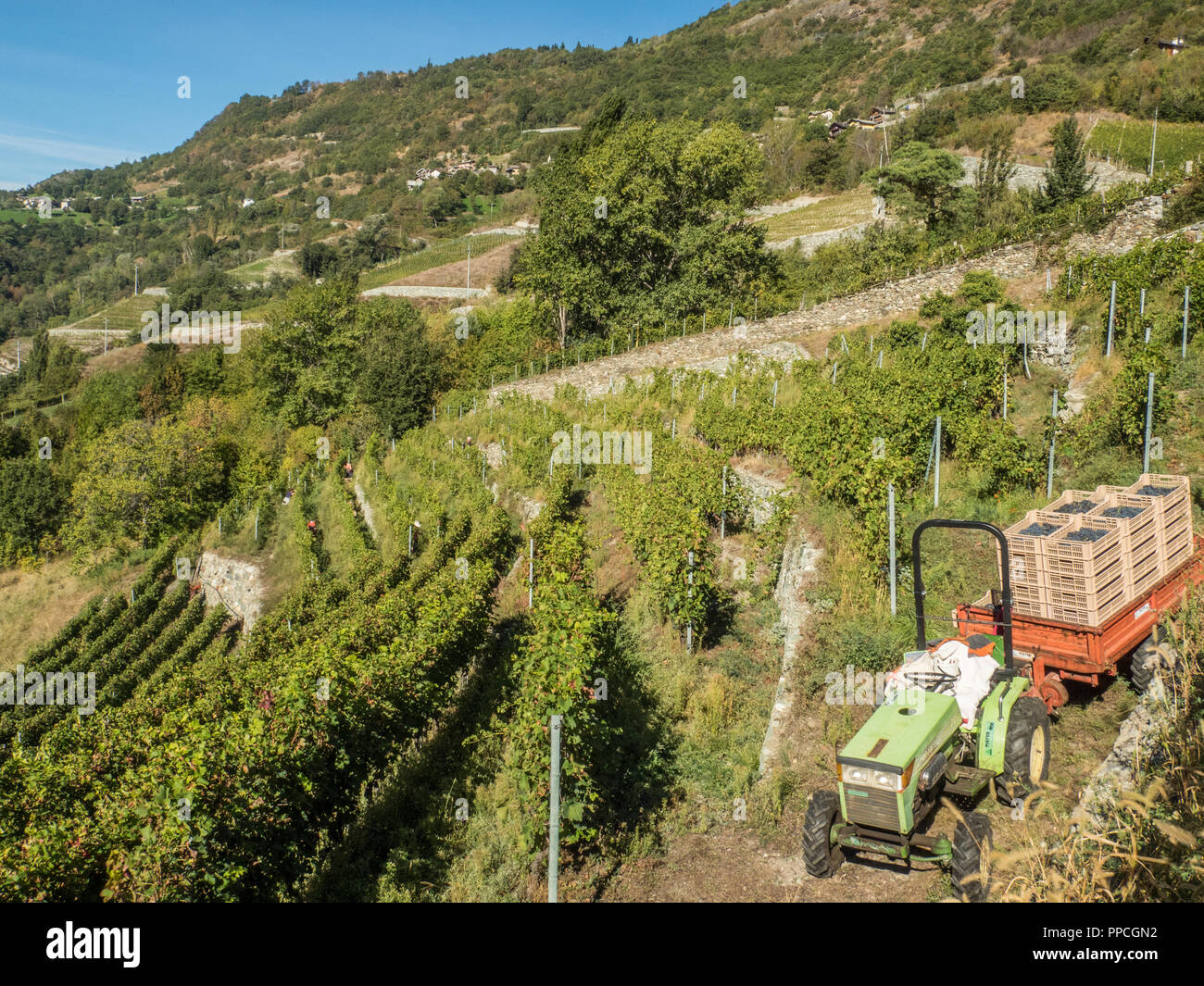 Erntezeit im Bio-Weinberg Les Granges im Aostatal NW Italien Stockfoto