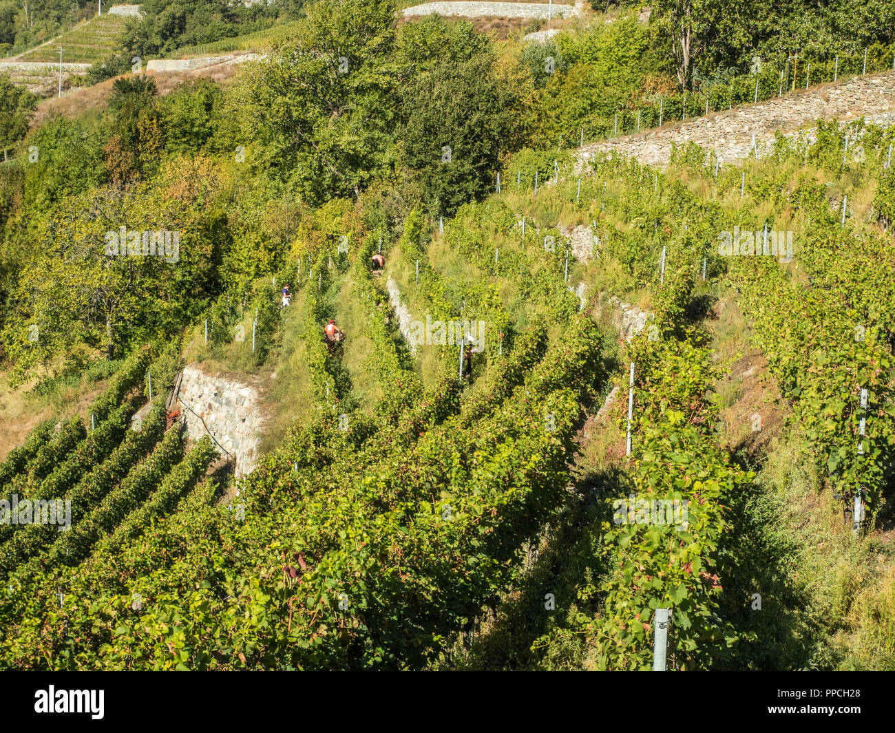 Erntezeit im Bio-Weinberg Les Granges im Aostatal NW Italien Stockfoto