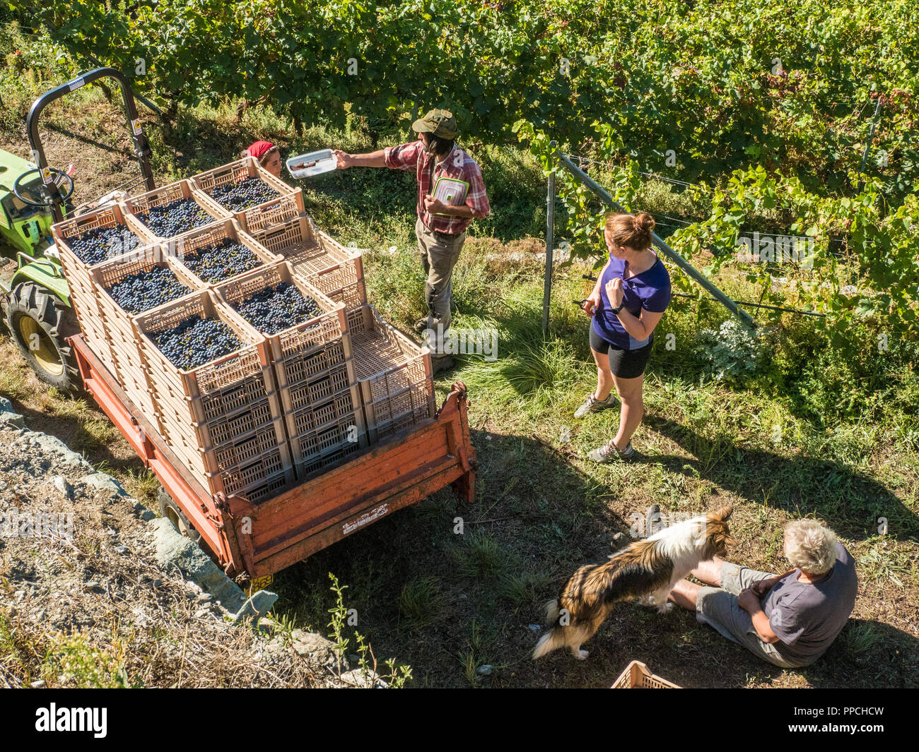 Pause während der Ernte im Bio-Weinberg Les Granges im Aostatal NW Italien Stockfoto