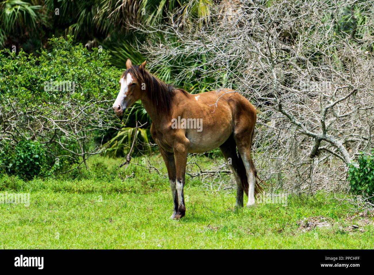 Cumberland Island Stockfoto