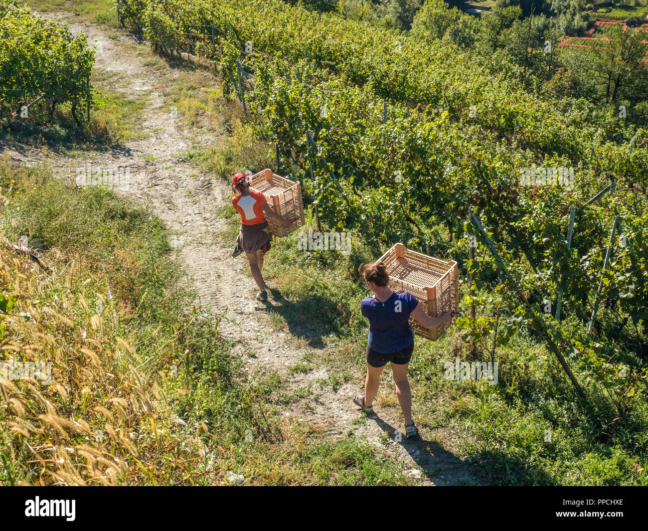 Die leeren Schalen während der Erntezeit im Bio-Weingarten Les Granges im Aostatal NW Italien bewegen Stockfoto