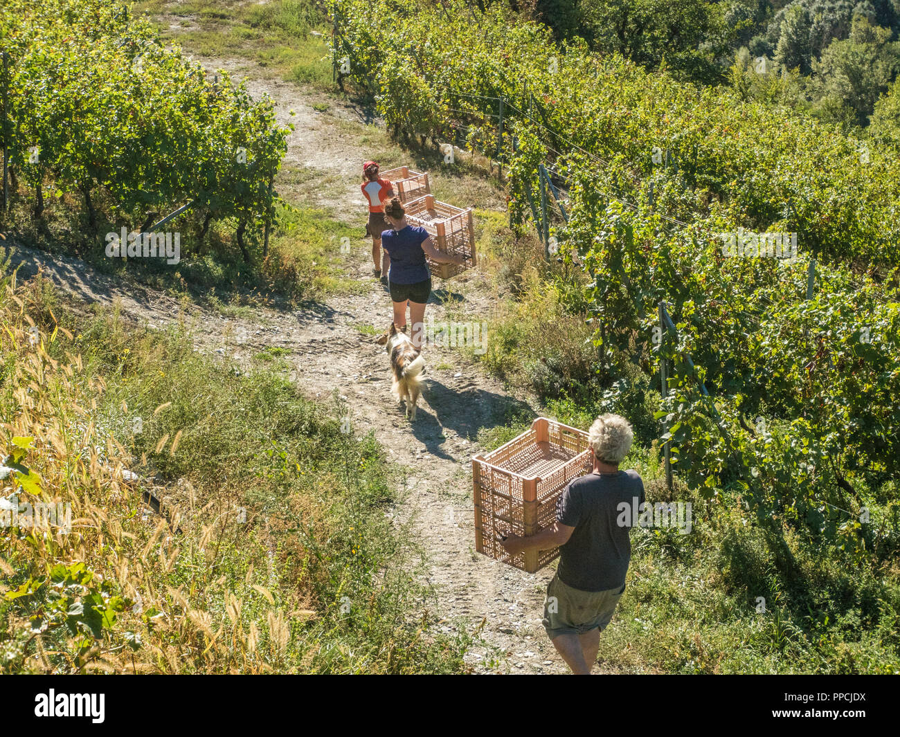 Die leeren Schalen während der Erntezeit im Bio-Weingarten Les Granges im Aostatal NW Italien bewegen Stockfoto
