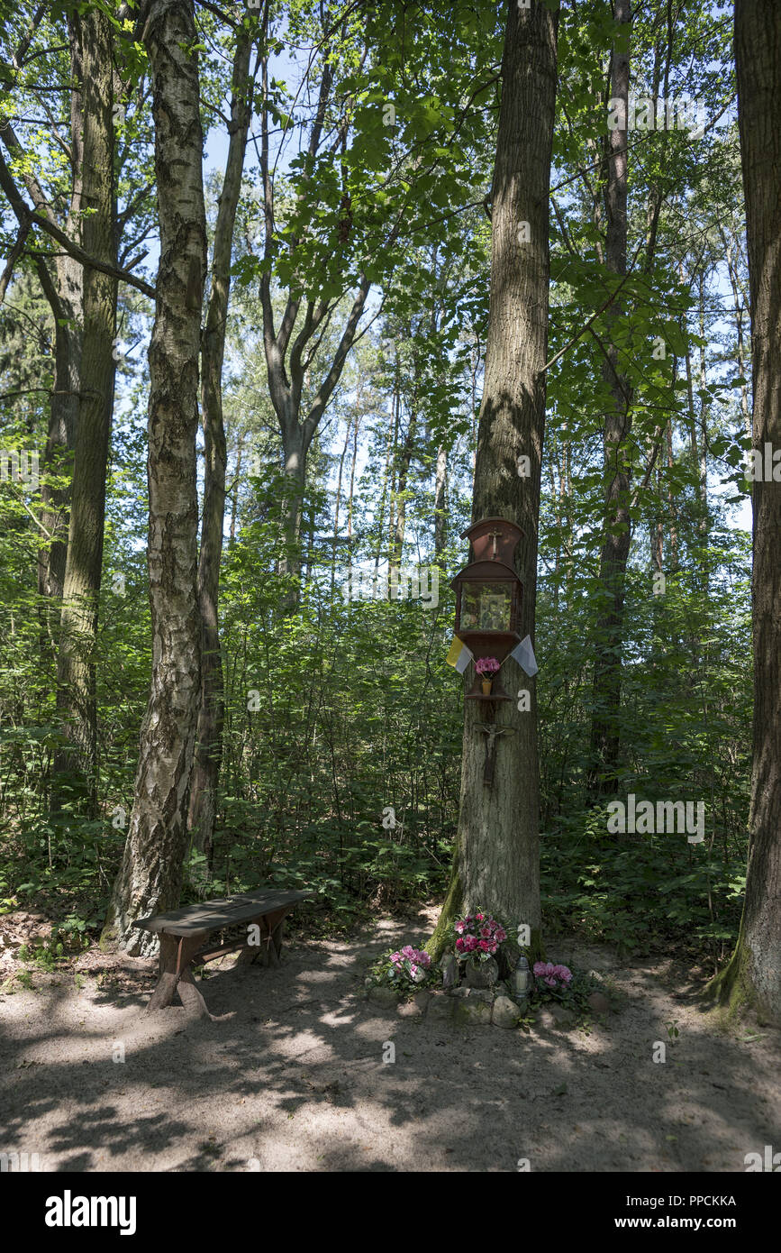 Kleine Kapelle auf einem Baum in einem Wald in der Nähe von Ostrzeszów, Polen ausgesetzt. Ein Zeichen der Frömmigkeit der lokalen Bevölkerung. Stockfoto