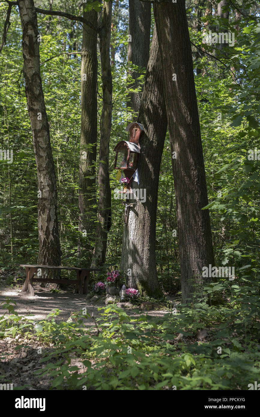 Kleine Kapelle auf einem Baum in einem Wald in der Nähe von Ostrzeszów, Polen ausgesetzt. Ein Zeichen der Frömmigkeit der lokalen Bevölkerung. Stockfoto