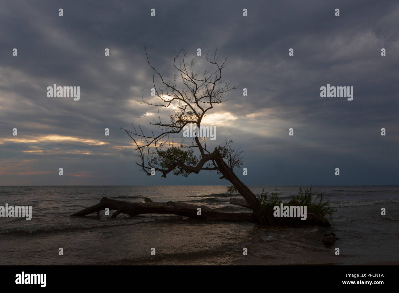 Ein Lichtstrahl bricht durch einen bewölkten Himmel ein Baum wächst an einem Strand in Southwick Beach State Park, Ellisburg, New York State auf entfernt zu beleuchten Stockfoto