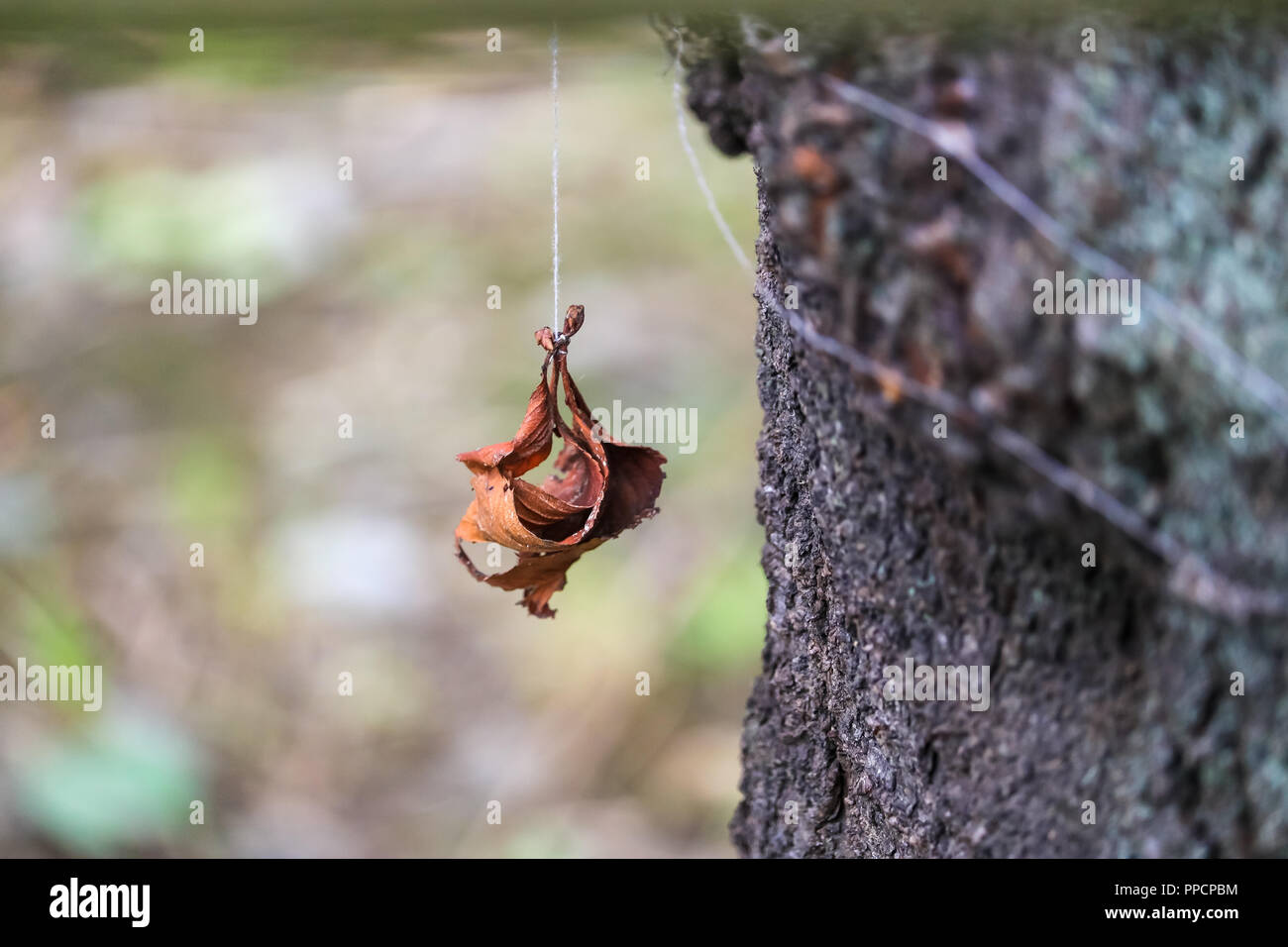 Garbe der getrockneten Blätter mit Gewinde gebunden Stockfoto