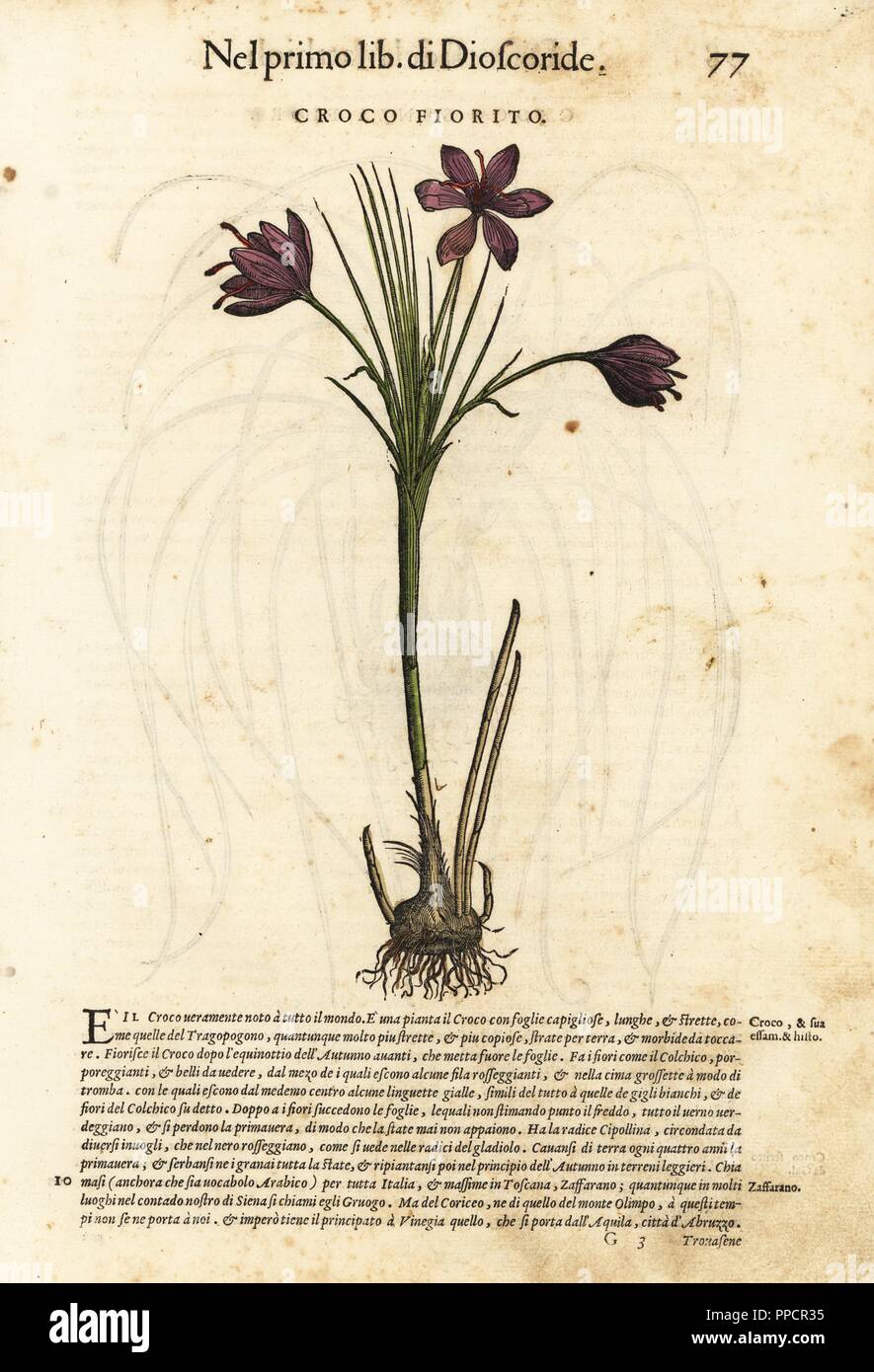 Frühling, Krokus Crocus vernus (Croco fiorito). Papierkörbe Holzschnitt von Wolfgang Meyerpick nach einer Illustration von Giorgio Liberale von Pietro Andrea Mattioli die Discorsi di P.A. Matthioli ne Ich sei libri della Materia Medicinale di Dioscoride Pedacio Anazarbeo (Kommentar auf die Materia Medica von Dioscorides), Vincenzo Valgrisi, Venedig, 1568. Stockfoto