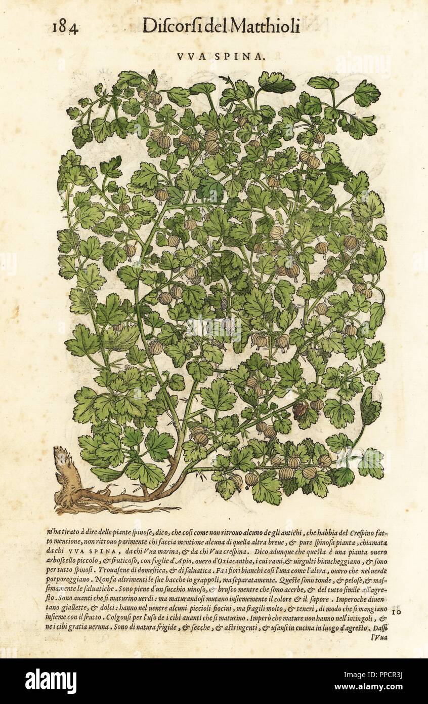 Stachelbeere, Ribes uva-Crispa. Papierkörbe Holzschnitt von Wolfgang Meyerpick nach einer Illustration von Giorgio Liberale von Pietro Andrea Mattioli die Discorsi di P.A. Matthioli ne Ich sei libri della Materia Medicinale di Dioscoride Pedacio Anazarbeo (Kommentar auf die Materia Medica von Dioscorides), Vincenzo Valgrisi, Venedig, 1568. Stockfoto