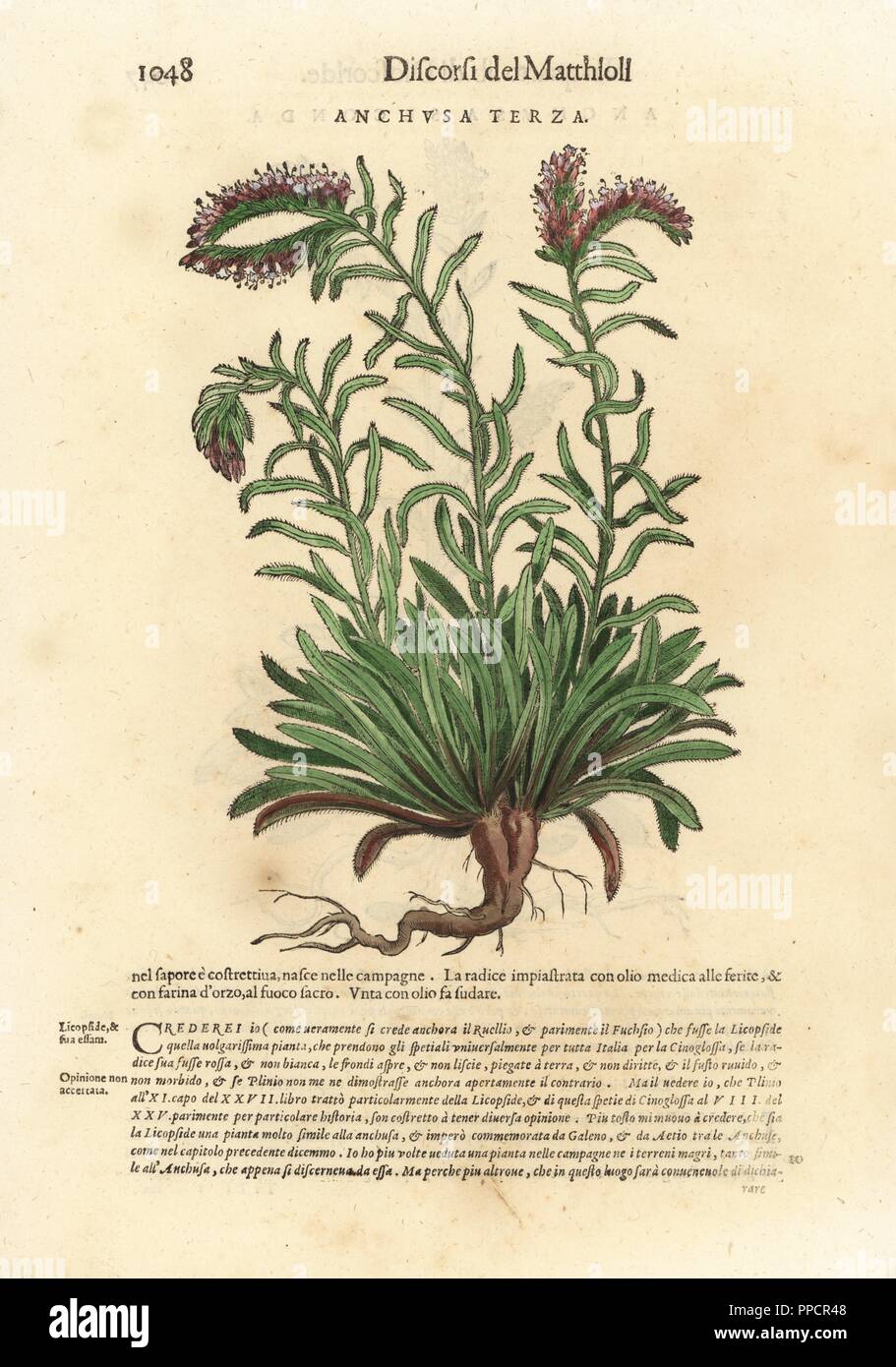 Alkanet oder bugloss Vielfalt, Arten (Anchusa Anchusa terza). Papierkörbe Holzschnitt von Wolfgang Meyerpick nach einer Illustration von Giorgio Liberale von Pietro Andrea Mattioli die Discorsi di P.A. Matthioli ne Ich sei libri della Materia Medicinale di Dioscoride Pedacio Anazarbeo (Kommentar auf die Materia Medica von Dioscorides), Vincenzo Valgrisi, Venedig, 1568. Stockfoto