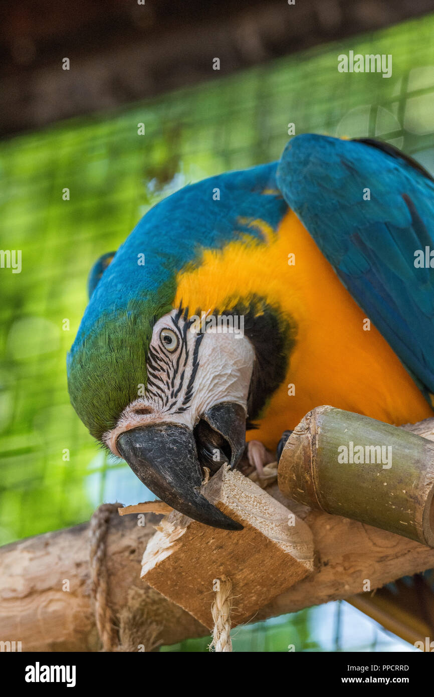 Portrait von blau-gelben Ara Ara ararauna in Parque das Aves, Parana, Brasilien Stockfoto