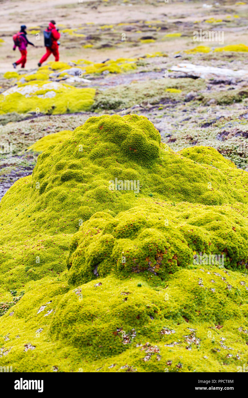 Blühende Pflanze Klumpen auf Moorland auf Westpoint Island auf den Falkland-Inseln aus Argentinien, Südamerika wächst. Stockfoto