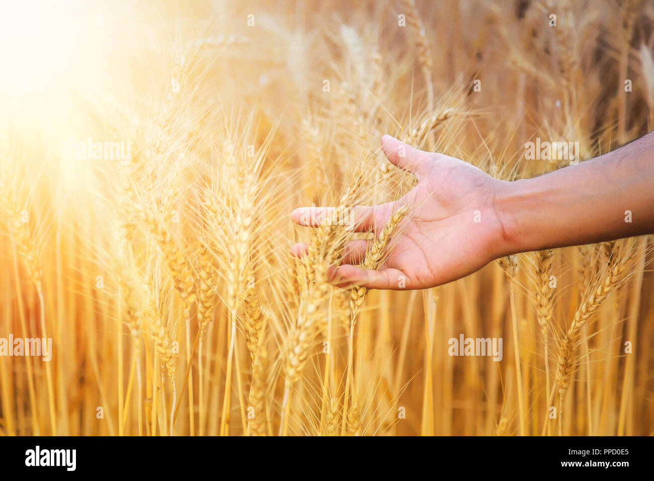 Hand eines Bauern streicheln Weizenfeld in Haryana, Indien Stockfoto