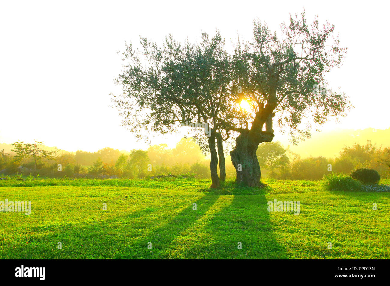 Olivenbaum bei sonnenuntergang -Fotos und -Bildmaterial in hoher Auflsung   Alamy