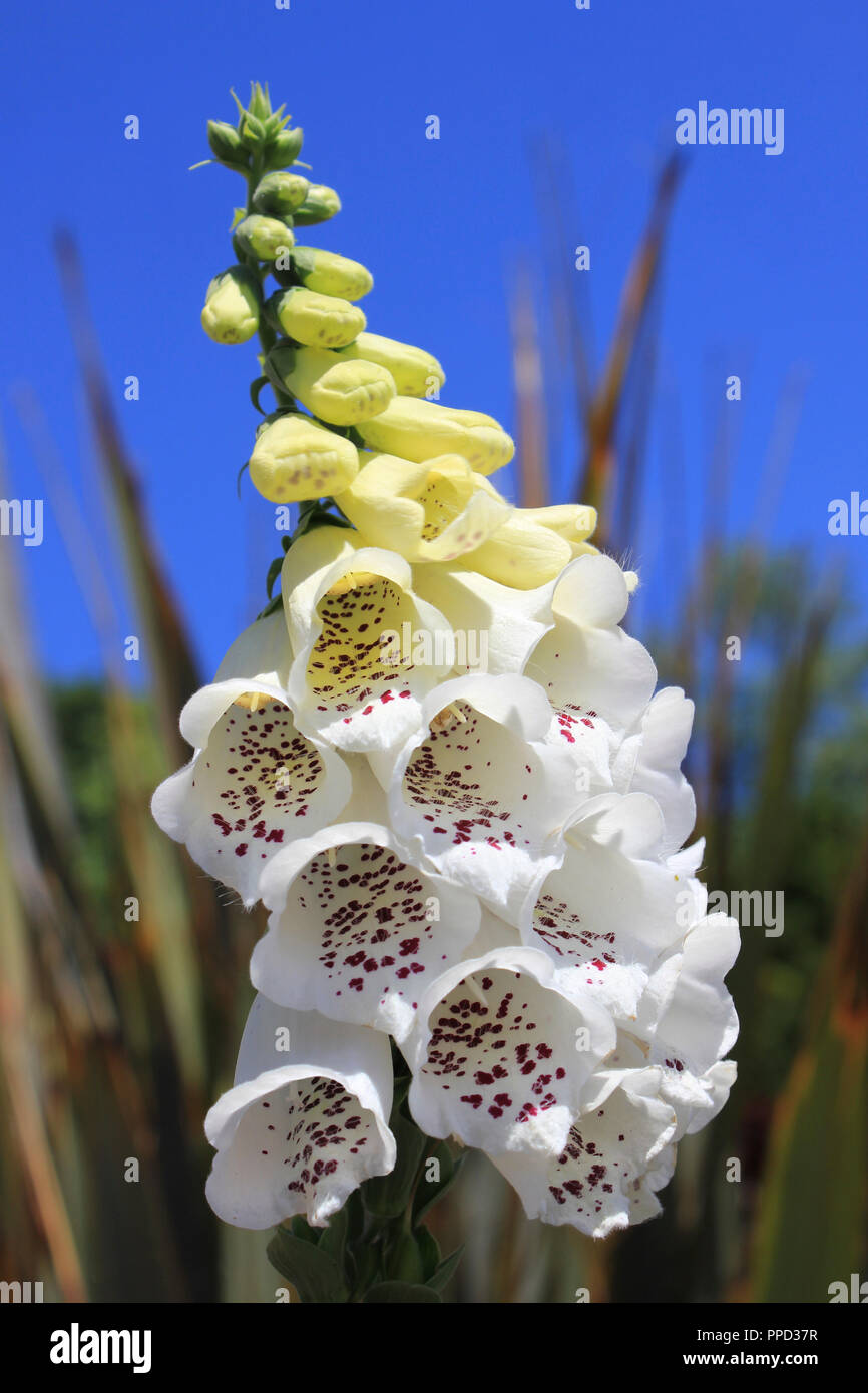 Weißer Fingerhut Stockfoto