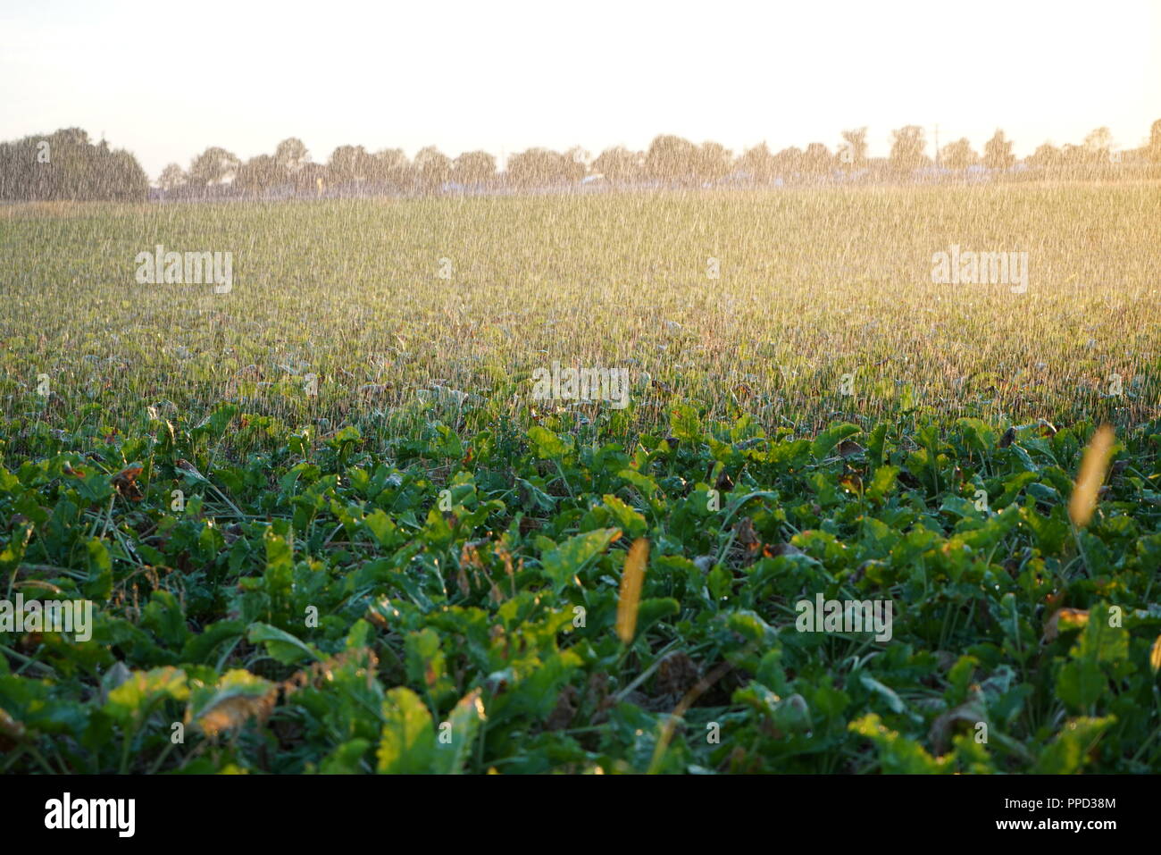 Kunstliche Bewasserung Stockfotos Und Bilder Kaufen Alamy