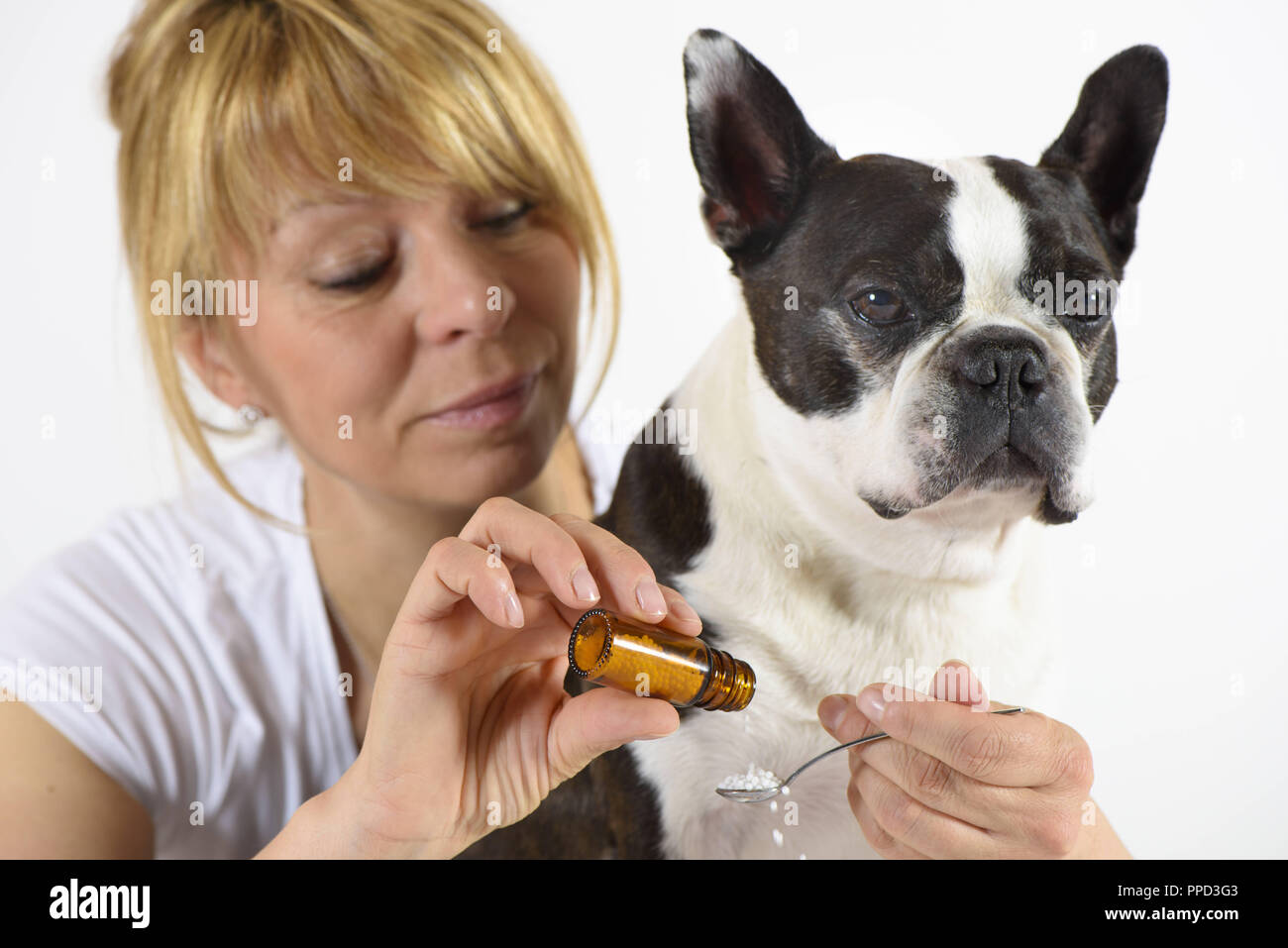 Boston Terrier ist mit Globuli am Tierarzt behandelt. Stockfoto