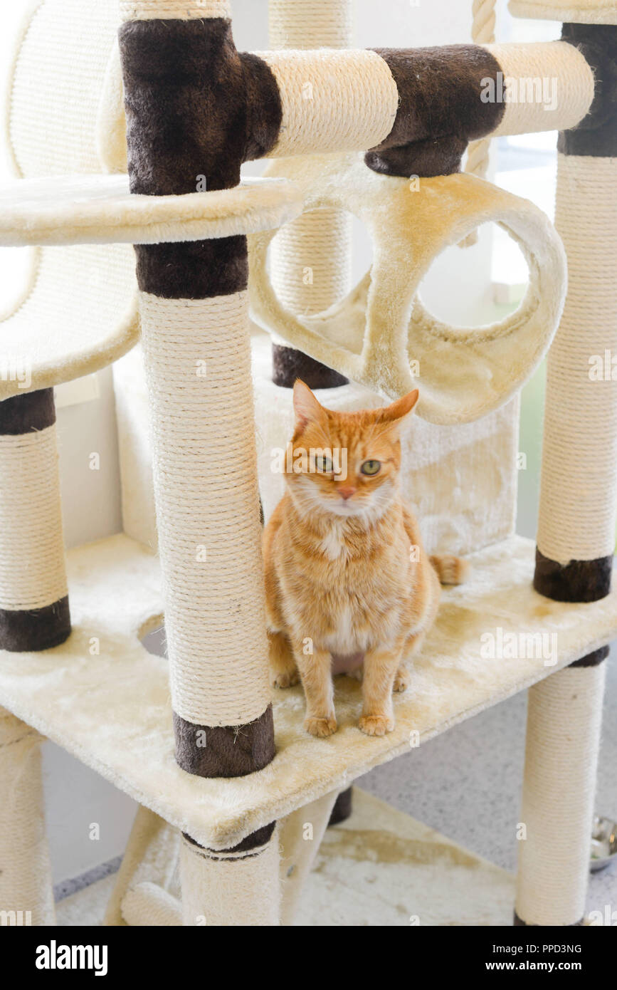 Katze in einem der freundlichen und geräumigen Zimmer im neuen Katzenhaus des Münchner Tierheim an der Riemer Straße. Stockfoto