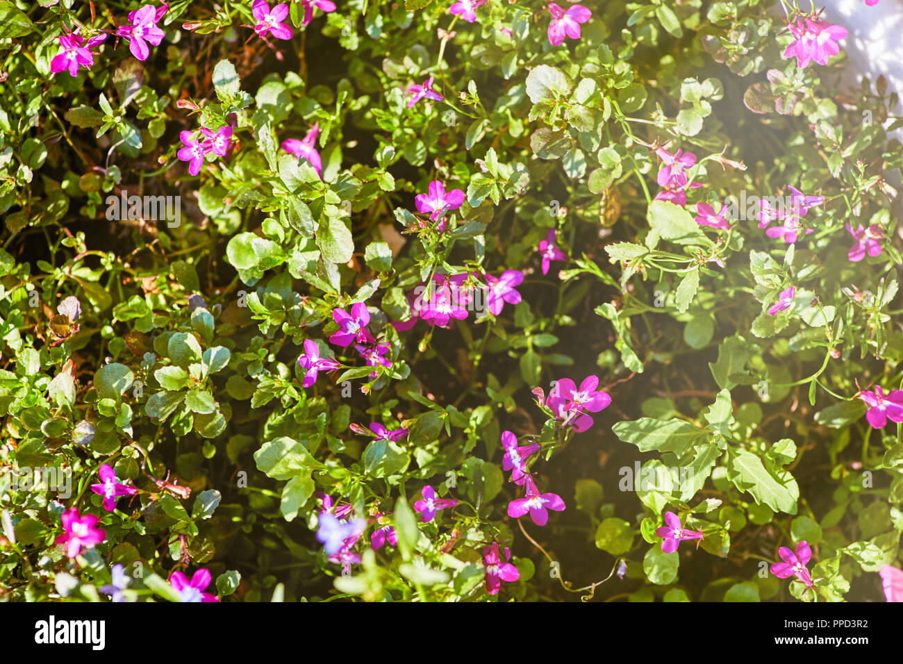 Die blühenden Blumen der rosa Matthiola im Licht der untergehenden Sonne Stockfoto