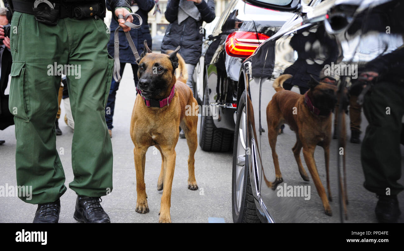 Explosive suche Hunde in Aktion rund um das Hotel 'Bayerischer Hof' am Promenadeplatz, der Polizei sind in Kraft hier aufgrund der Münchner Sicherheitskonferenz (SiKo). Stockfoto