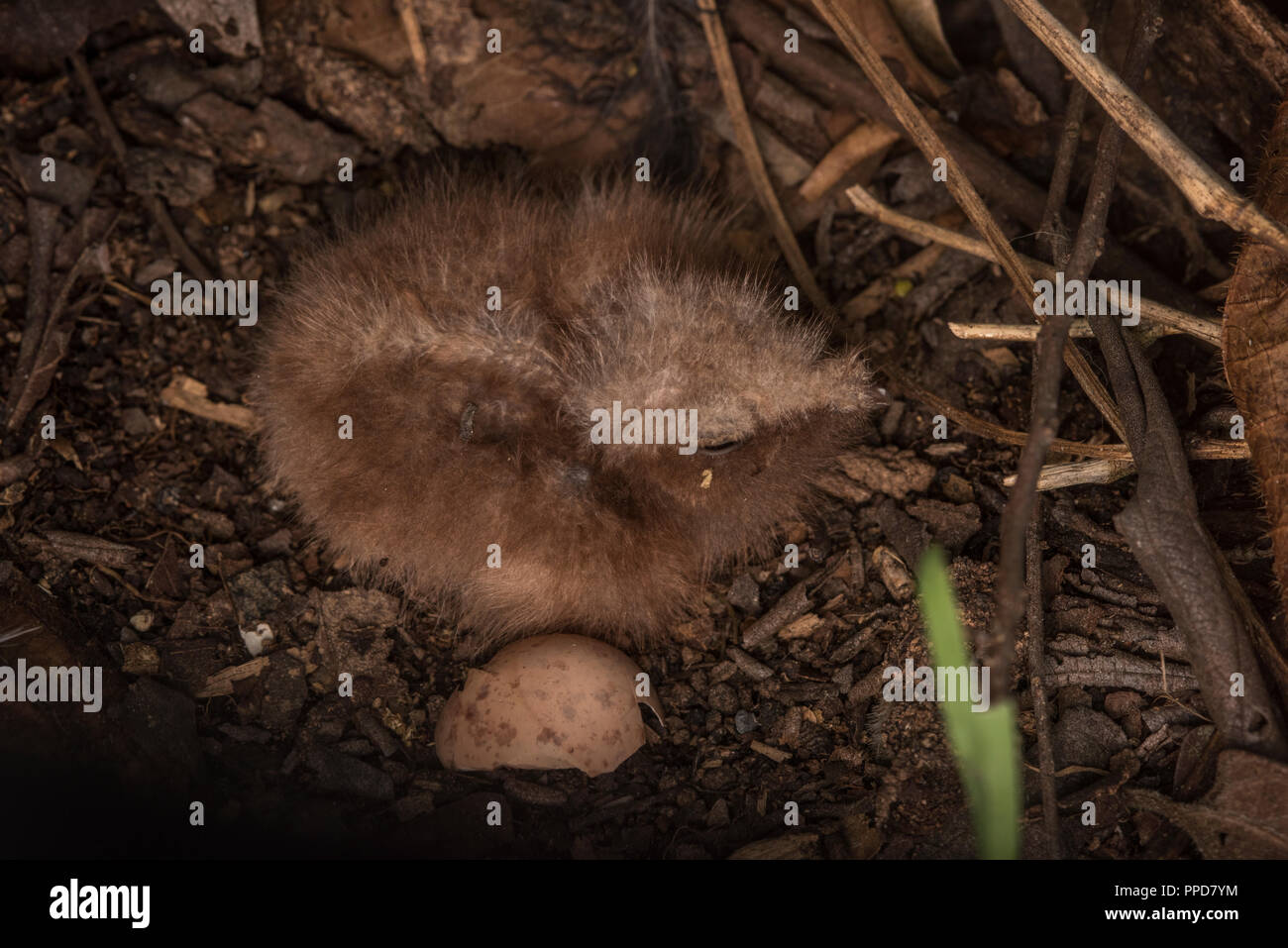 Eine frisch geschlüpfte Küken nightjar auf dem Boden, diese Spezies nicht Nest bauen, sondern legt seine Eier und Küken im Erdgeschoss. Stockfoto