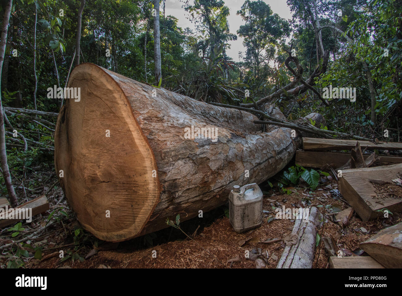 Eine Protokollierung in Madre de Dios, Peru. Illegaler Holzeinschlag ist eine enorme Bedrohung für den Regenwald des Amazonas. Hier eine ausgereifte Hartholz Baum gefällt wurde. Stockfoto