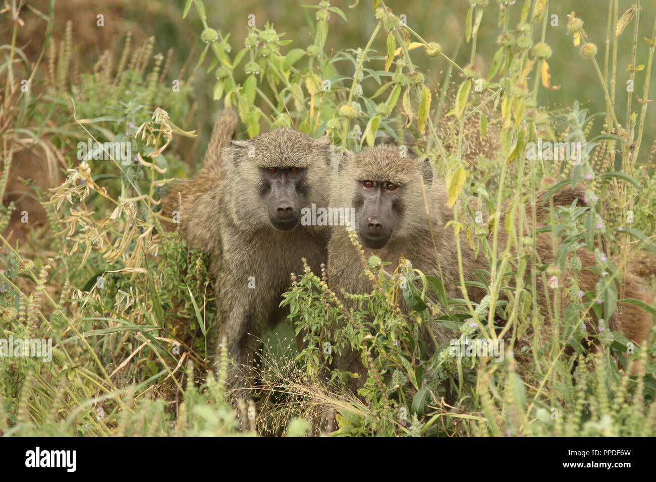 Paviane in Tarangire NP, Tanzania Stockfoto